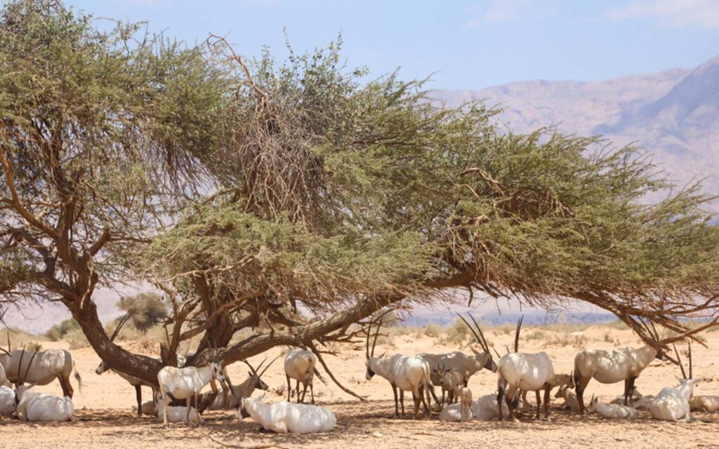 Explore the wildlife sanctuaries and nature reserves in the UAE
