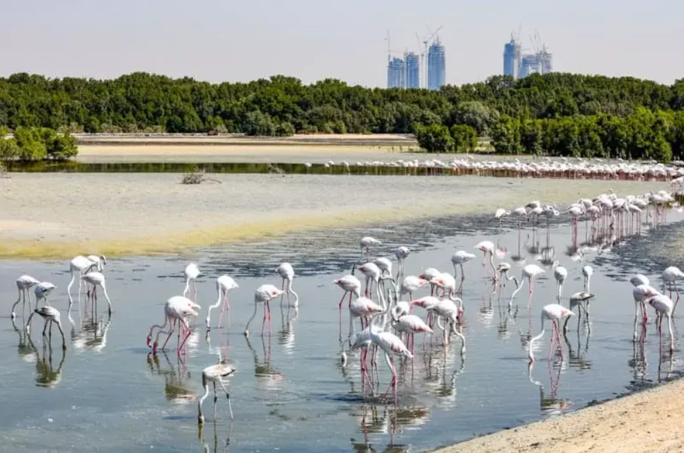 Birdwatching in the UAE: A Complete Guide to the Region’s Rich Avian Life