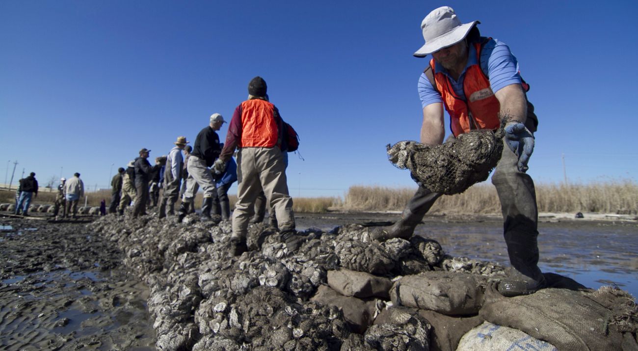 Gulf Conservation Efforts : Protecting Marine and Desert Ecosystems for Future Generations